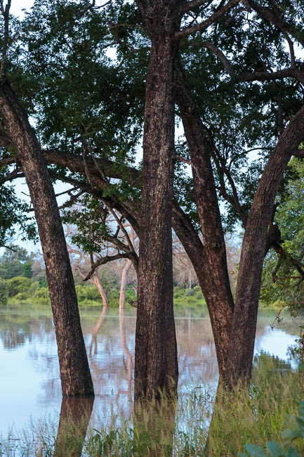 Wildlife image from photo safari with edward selfe in south luangwa national park.