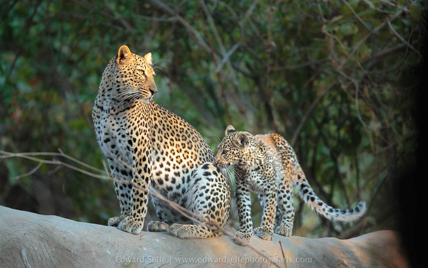 Wildlife image from photo safari with edward selfe in south luangwa national park.