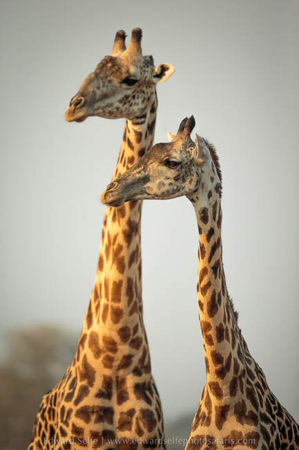 Wildlife image from photo safari with edward selfe in south luangwa national park.