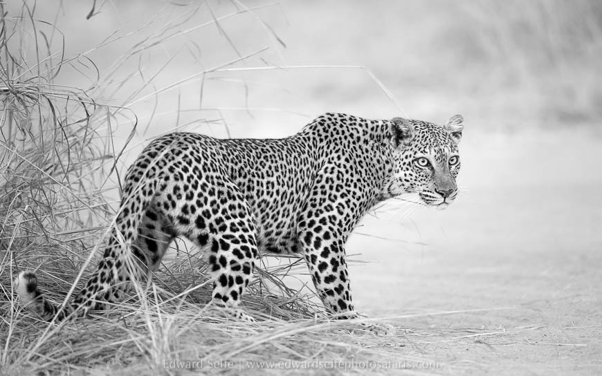 Black and white leopard image from photo safari with edward selfe in south luangwa national park.