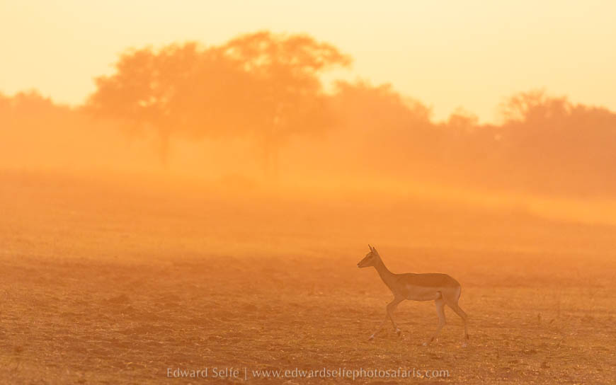 Wildlife image from photo safari with edward selfe in south luangwa national park.