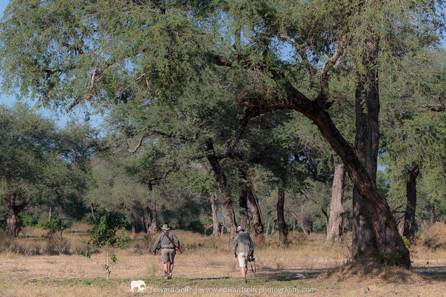 Walking in the forest in Mana Pools National Park.