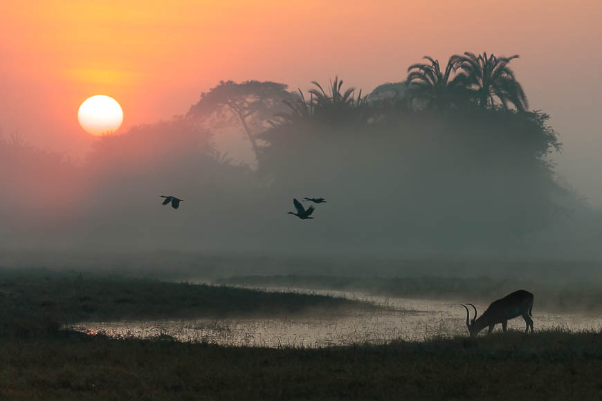 Images of wildlife from photo safari with edward selfe in zambia.