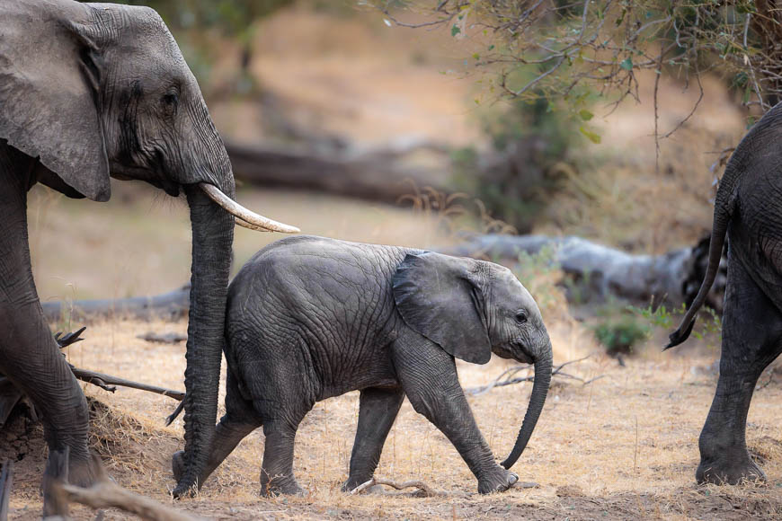 Images of wildlife from photo safari with edward selfe in south luangwa.