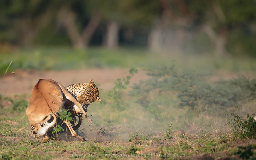 Wildlife image from photo safari with edward selfe.