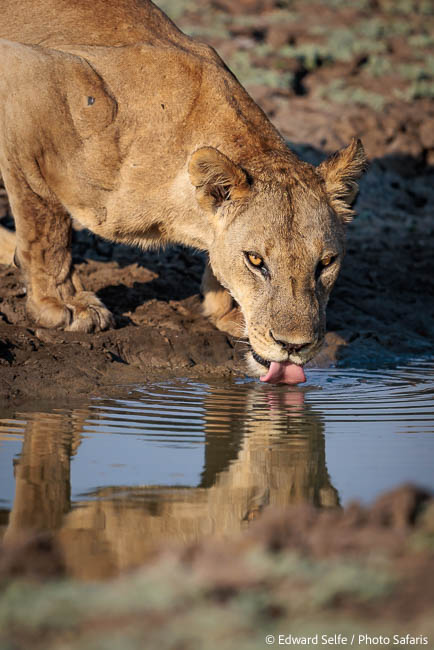 Image from exclusive luangwa photo safari by edward selfe