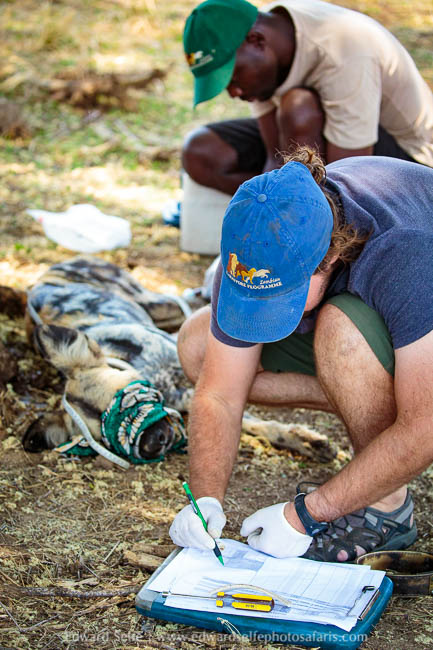 Wildlife image from photo safari with edward selfe.