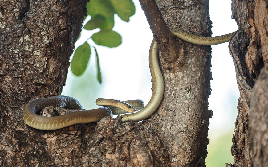 Wildlife image from photo safari with edward selfe in south luangwa national park.