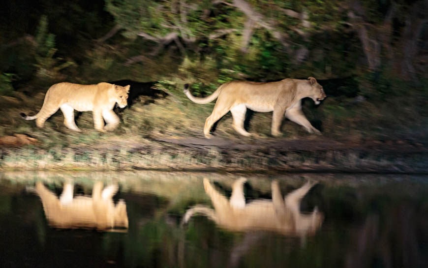 Images of wildlife from photo safari with edward selfe