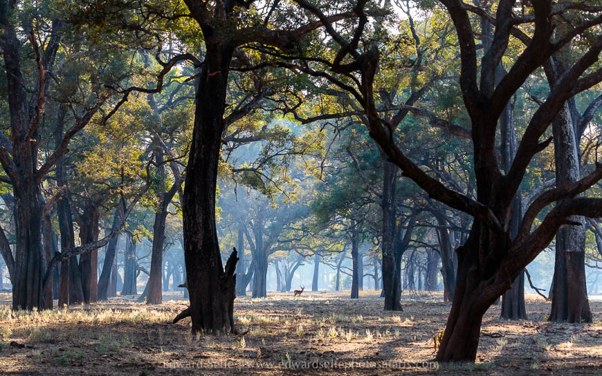 Wildlife image from photo safari with edward selfe in south luangwa national park.