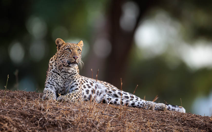 Images of wildlife from photo safari with edward selfe in zambia.