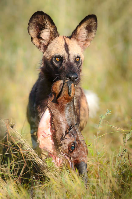 Images of wildlife from photo safari with edward selfe