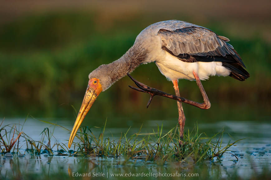 Wildlife image from a photo safari with edward selfe.