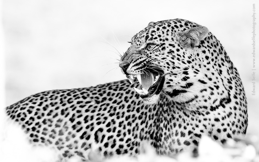 Snarling menacingly, a young leopard shows her displeasure at her mothers approach.