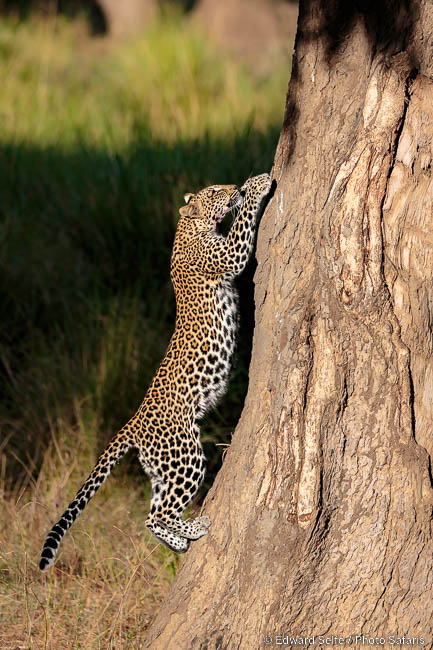 Wildlife image by edward selfe from photo safari in southern africa.