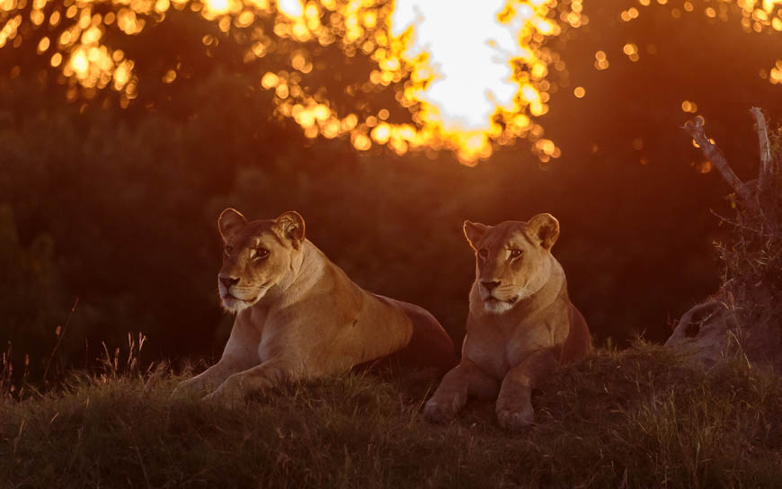 Images of wildlife from photo safari with edward selfe