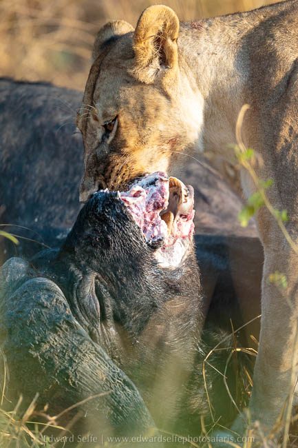 Wildlife image from photo safari with edward selfe in south luangwa national park.