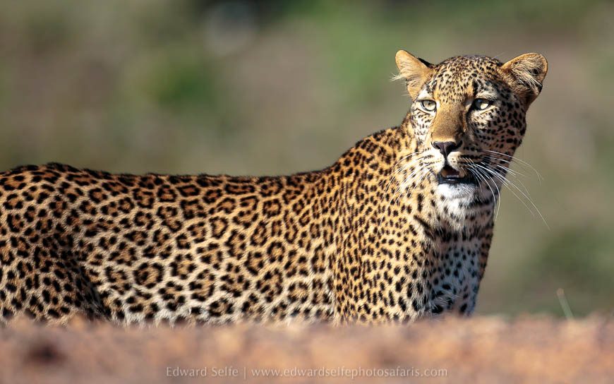 Wildlife image from photo safari with edward selfe.