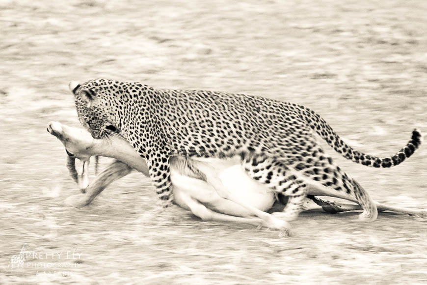 Wildlife image from photo safari with edward selfe in south luangwa national park.