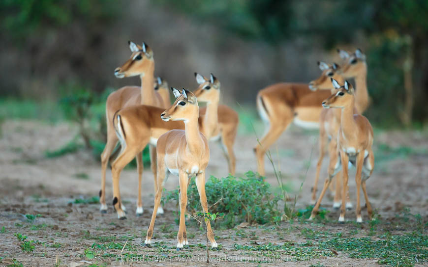 Wildlife image from photo safari with edward selfe.