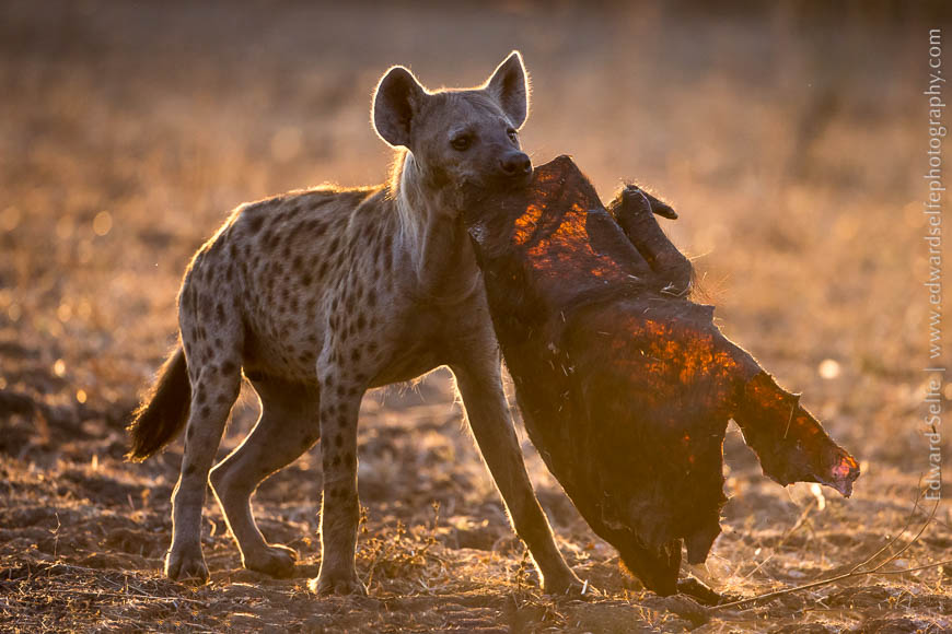 A backlit hyaena in the early morning in South Luangwa.