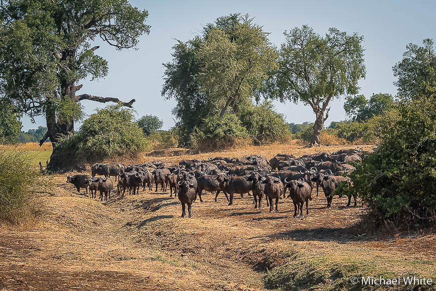 Mike white’s image of wildlife from photo safari with edward selfe in zambia.