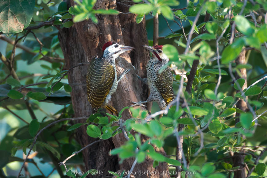 Wildlife image from a photo safari with edward selfe.