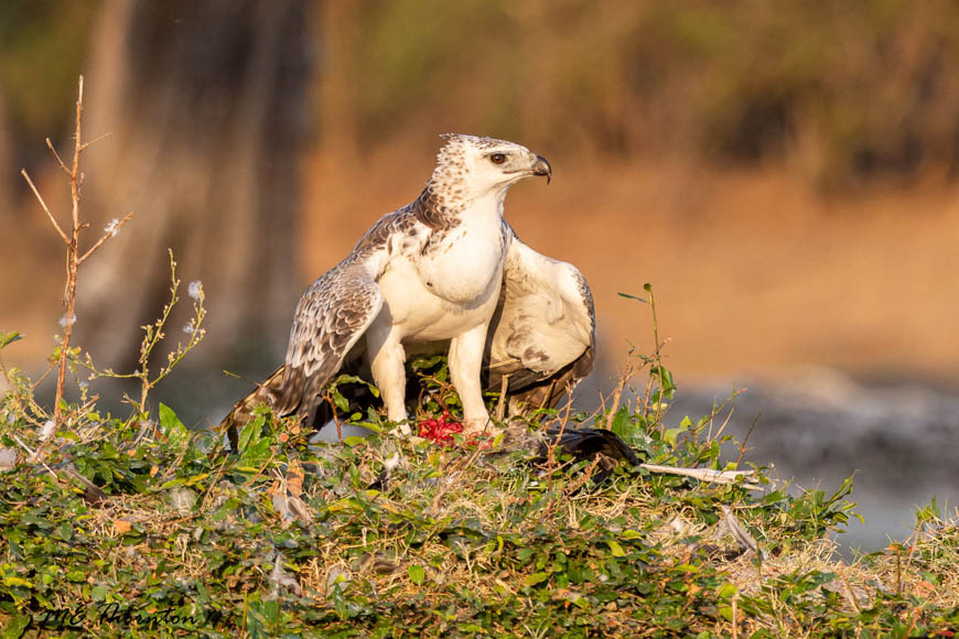 Wildlife image by michael thornton from photo safari in south luangwa with edward selfe.