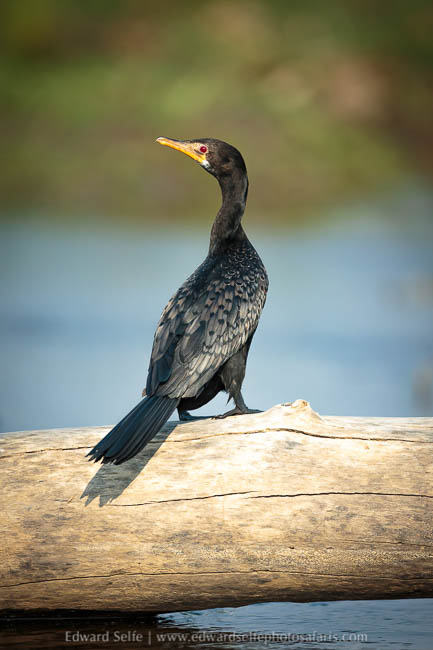 Wildlife image from a photo safari with edward selfe.