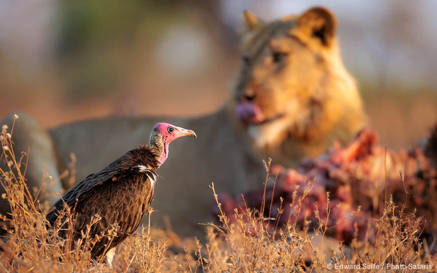 Wildlife image from Lower Zambezi NP by Edward Selfe