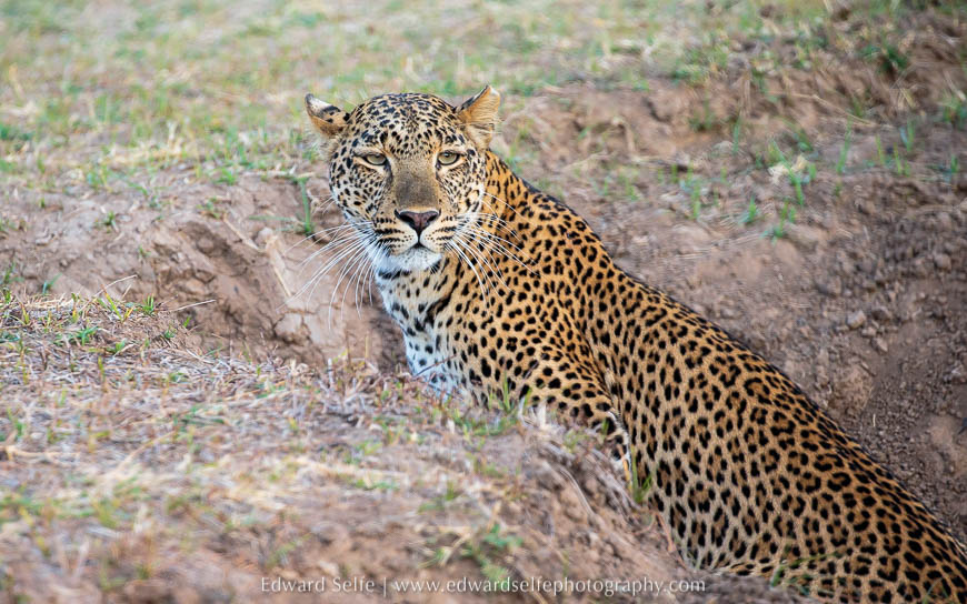 Leopard peeks over the edge of a gulley on photo safari in South Luangwa National Park.