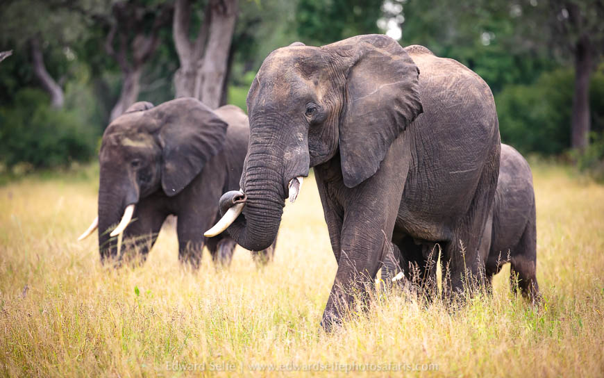 Wildlife image from photo safari in south luangwa with edward selfe.