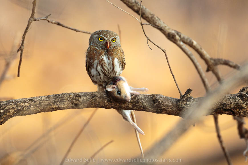 Wildlife image from photo safari with edward selfe safaris.