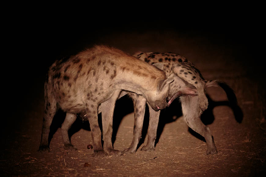 Wildlife image from photo safari with edward selfe in south luangwa national park.