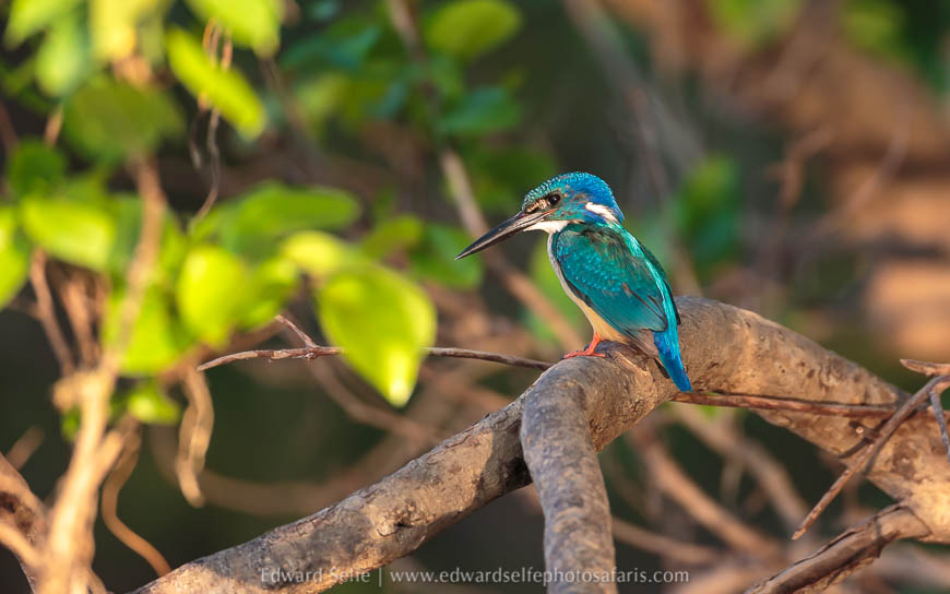 Wildlife image from a photo safari with edward selfe.