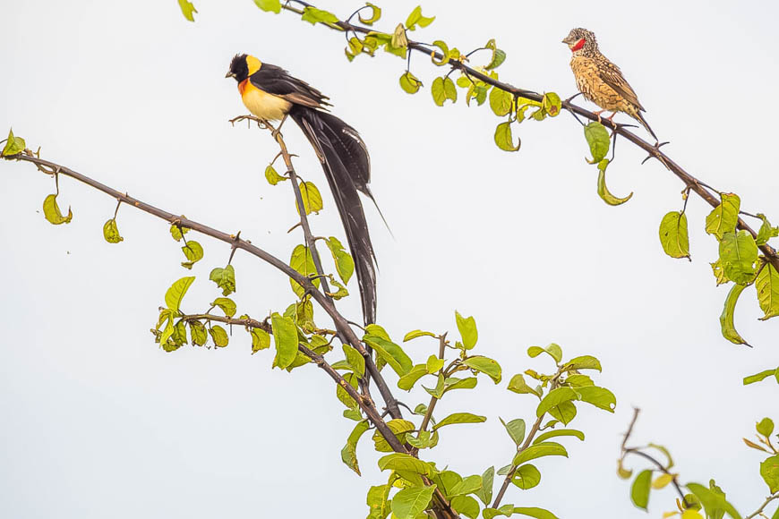 Wildlife image from South Luangwa by Mike White