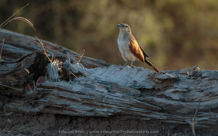Wildlife image from photo safari with edward selfe in south luangwa national park.