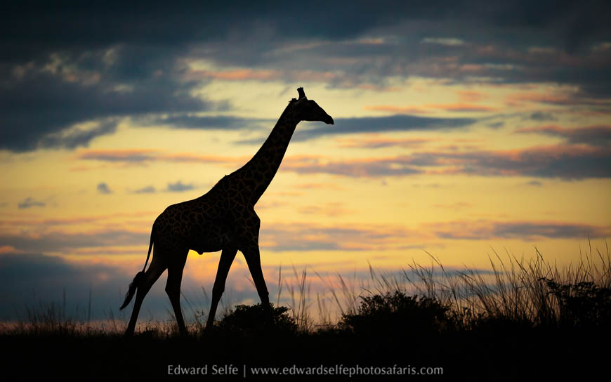 Wildlife image from photo safari in south luangwa with edward selfe.