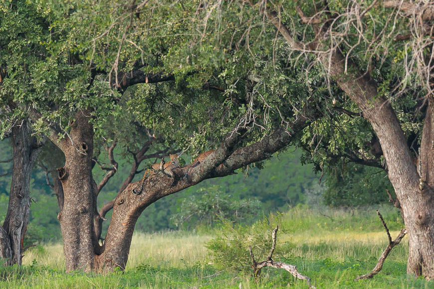 A pair of mating leopards resting in a large tree in South Luangwa.