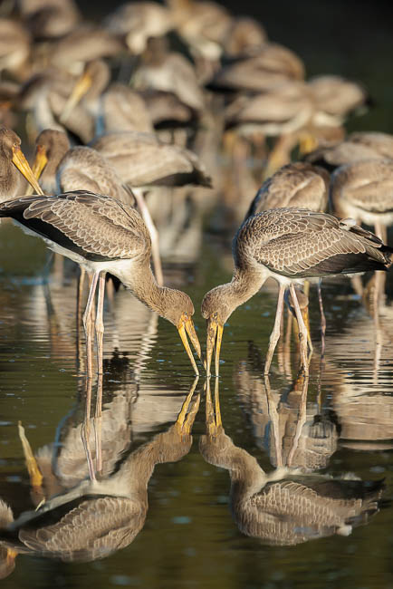 Images of wildlife from photo safari with edward selfe in the south luangwa np.