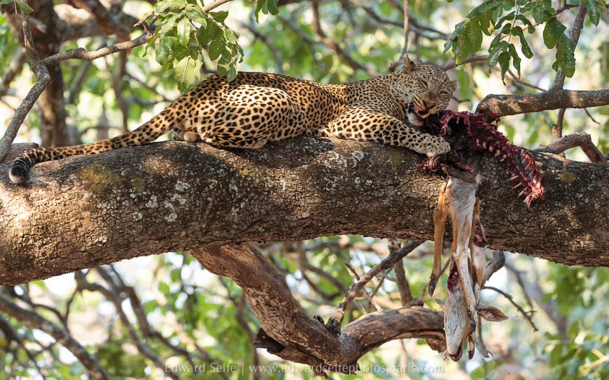 Leopard feeding in a tree on photo safari with edward selfe south luangwa national park.