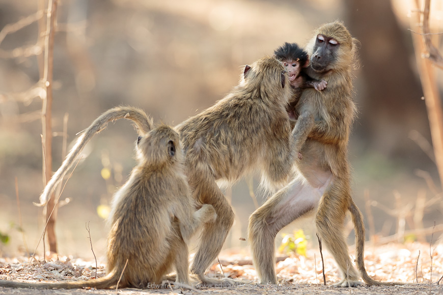 A normal-coloured baboon baby in South Luangwa National Park