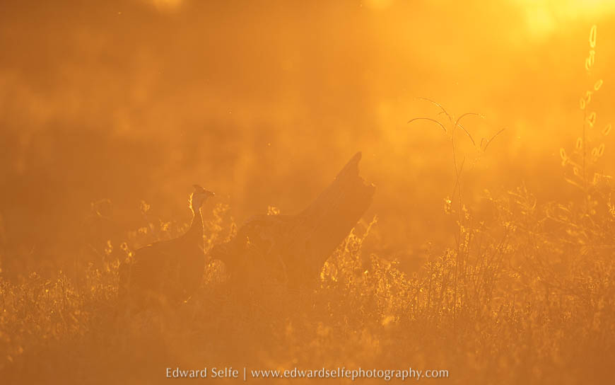Guinea fowl against the morning light on photo safari in south luangwa national park.