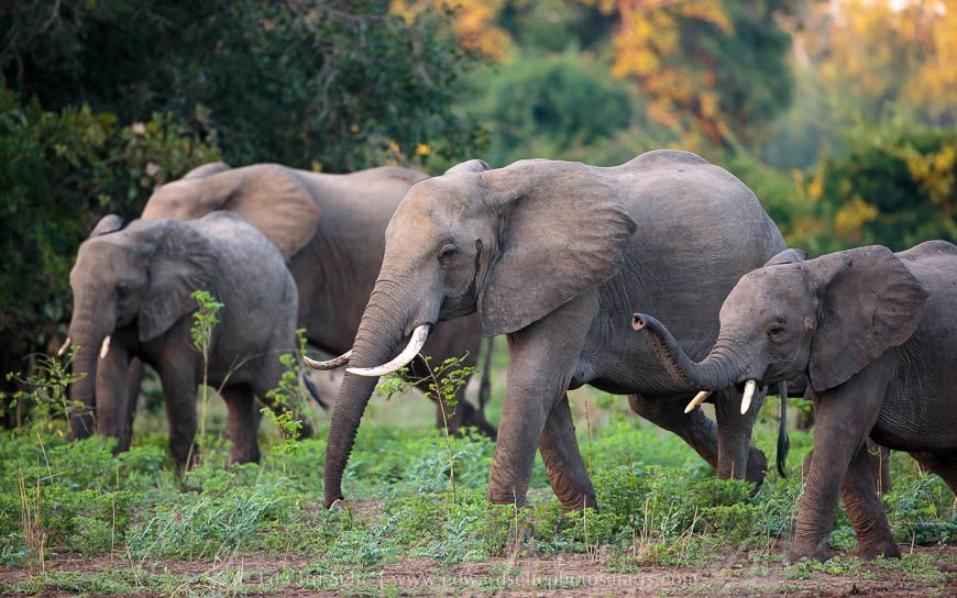 Wildlife image from photo safari with edward selfe.