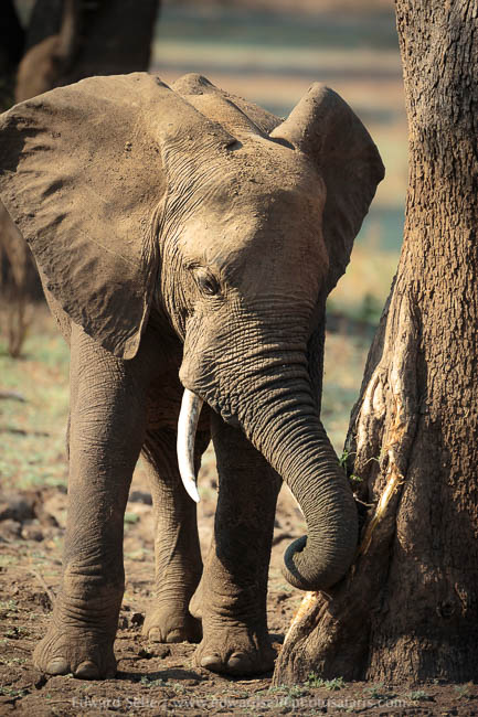 Wildlife image from a photo safari with edward selfe.
