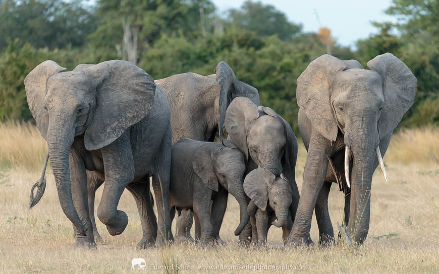 Photographing elephants on a photo safari with Edward Selfe in South Luangwa National Park