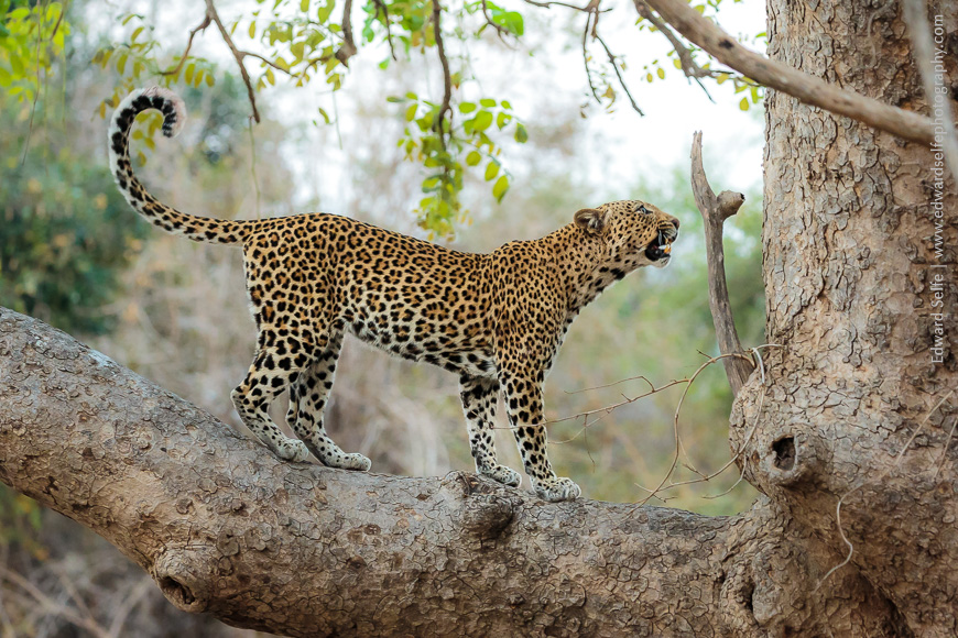 A leopard in a tree in S Luangwa.