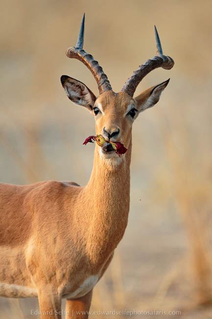 Wildlife image from photo safari with edward selfe in south luangwa national park.