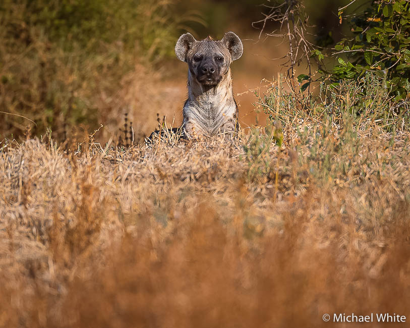 Mike white’s image of wildlife from photo safari with edward selfe in zambia.