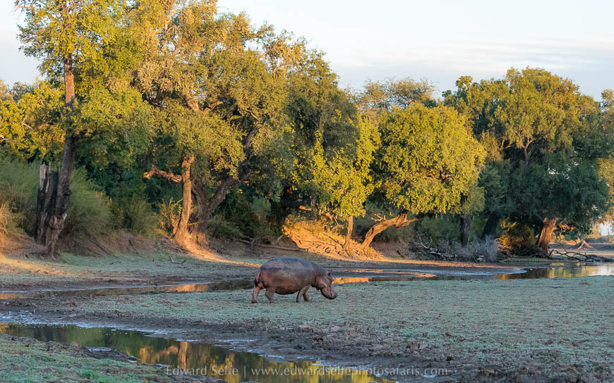Wildlife image from photo safari with edward selfe in south luangwa national park.